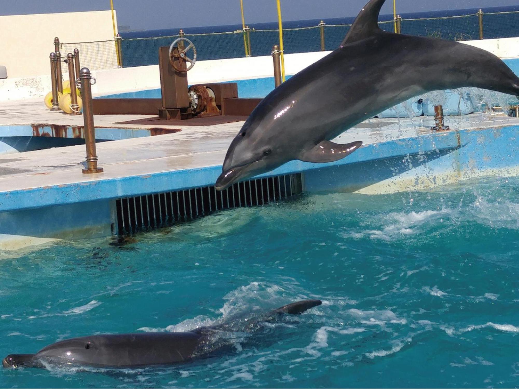 本部町 カリーコンド美ら海アパートホテル エクステリア 写真